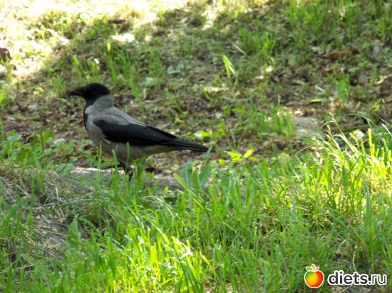 61 фото: Знакомый уютный Киев. Парки