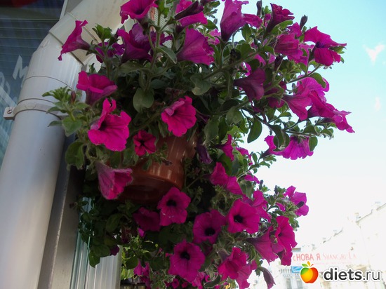 63 фото: Знакомый уютный Киев. Парки