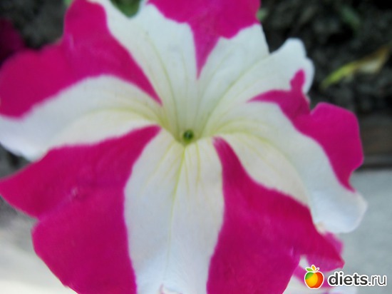 65 фото: Знакомый уютный Киев. Парки