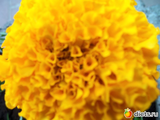 66 фото: Знакомый уютный Киев. Парки