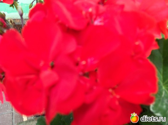 67 фото: Знакомый уютный Киев. Парки