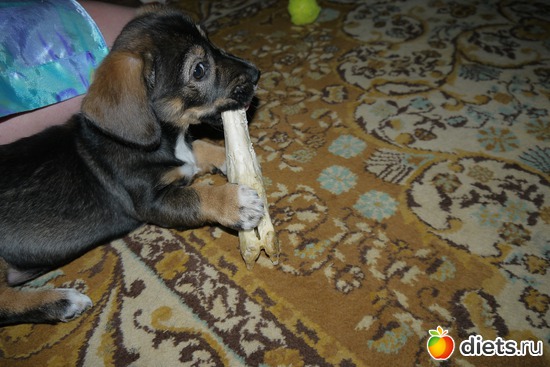 ��� ���, ������: ������