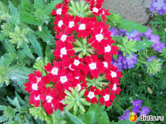 70 фото: Знакомый уютный Киев. Парки