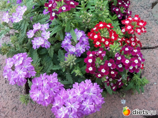 72 фото: Знакомый уютный Киев. Парки