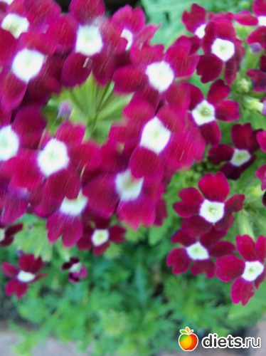 73 фото: Знакомый уютный Киев. Парки