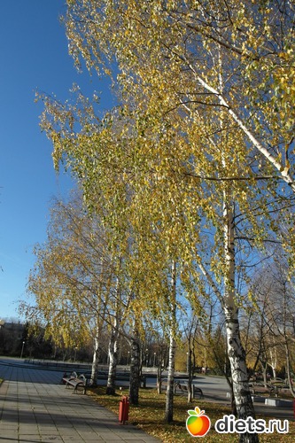 12 фото: осенние этюды