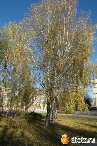 15 фото: осенние этюды