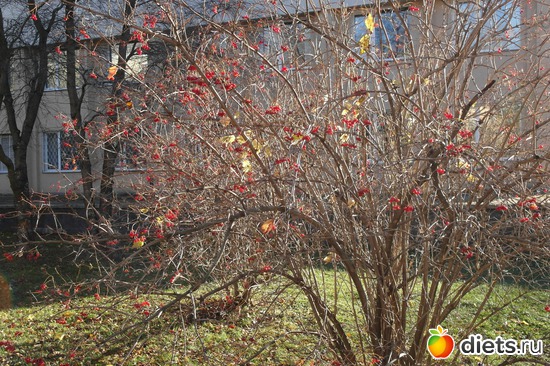 16 фото: осенние этюды