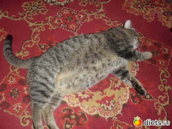 10 фото: Шнурик