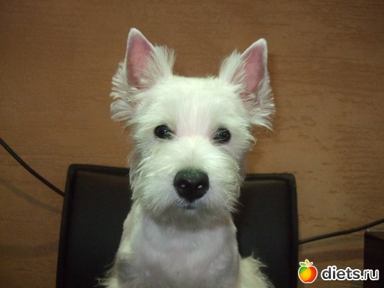 2 фото: Розовый, прерозовый вестик Моня.