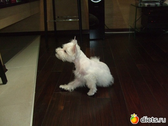 3 фото: Розовый, прерозовый вестик Моня.