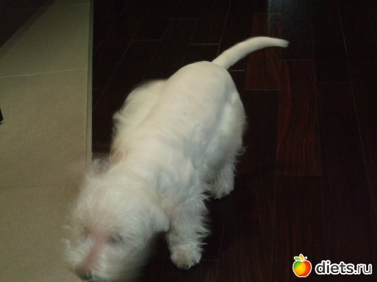 4 фото: Розовый, прерозовый вестик Моня.