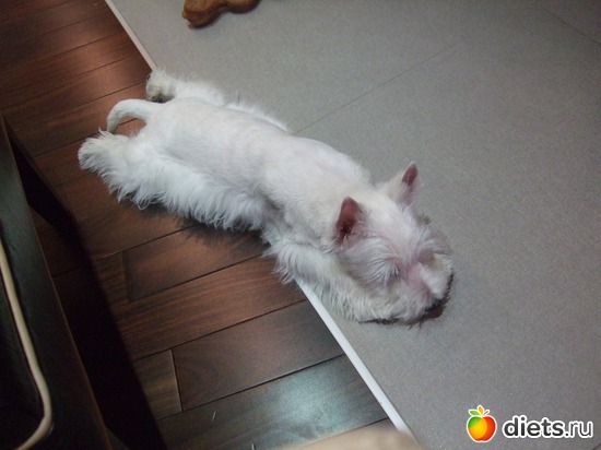 5 фото: Розовый, прерозовый вестик Моня.