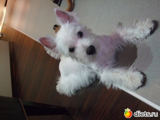 7 фото: Розовый, прерозовый вестик Моня.