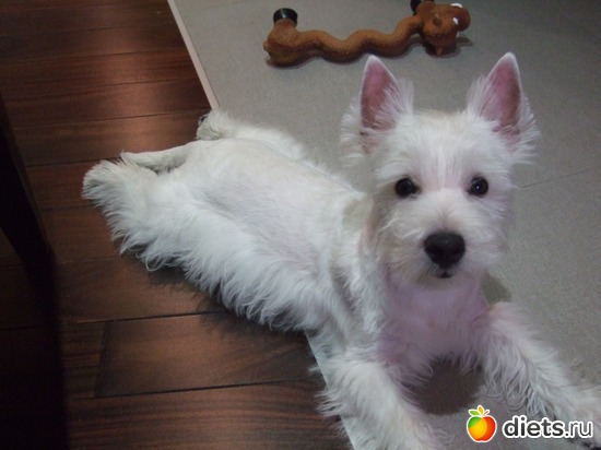 8 фото: Розовый, прерозовый вестик Моня.