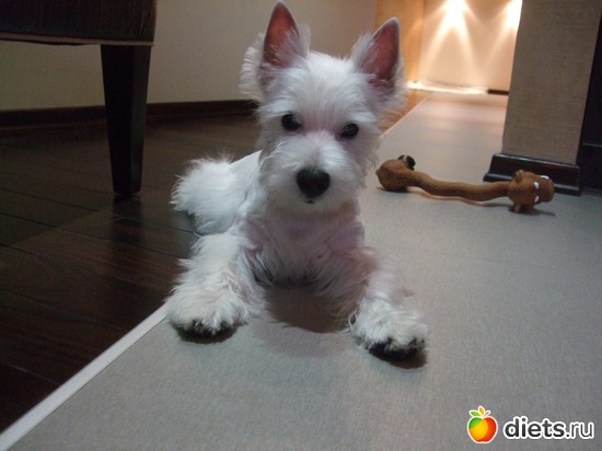 9 фото: Розовый, прерозовый вестик Моня.