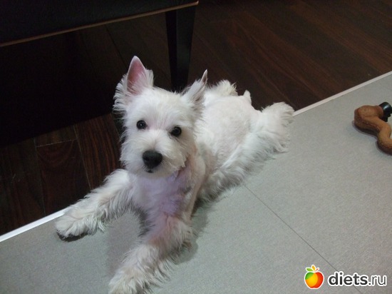 10 фото: Розовый, прерозовый вестик Моня.