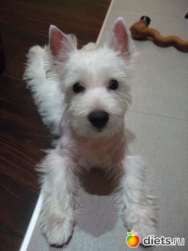 12 фото: Розовый, прерозовый вестик Моня.