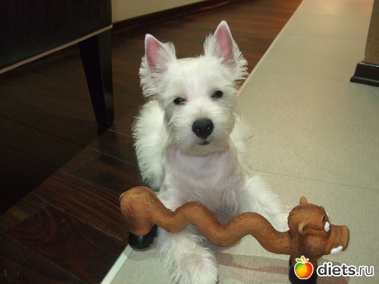 13 фото: Розовый, прерозовый вестик Моня.