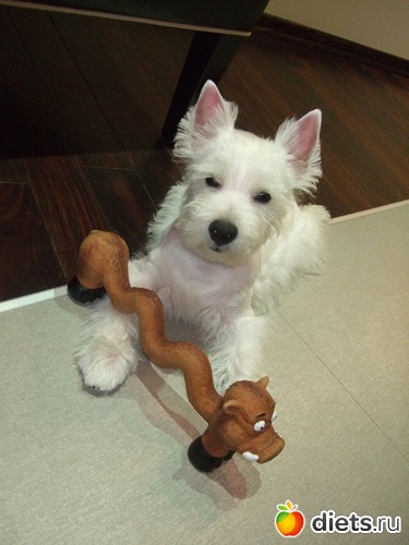 14 фото: Розовый, прерозовый вестик Моня.