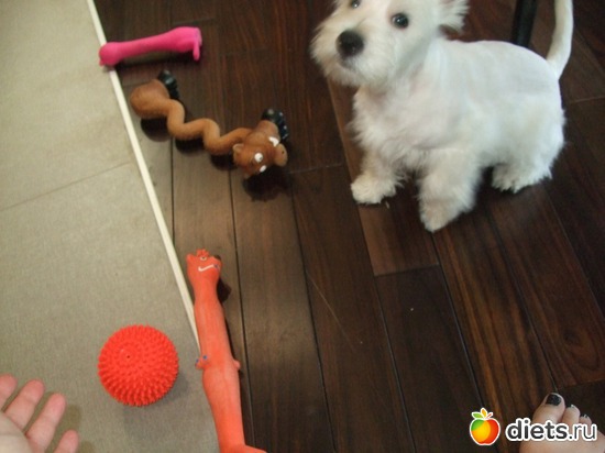 15 фото: Розовый, прерозовый вестик Моня.