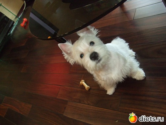 16 фото: Розовый, прерозовый вестик Моня.