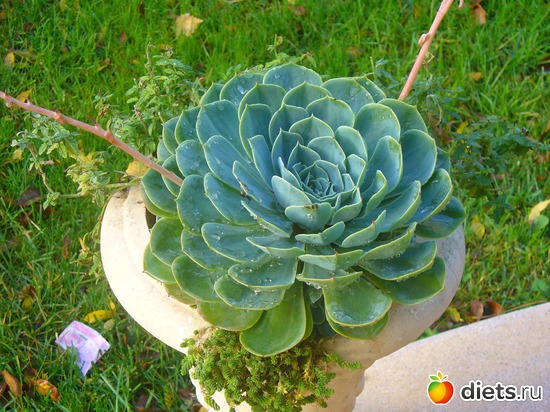 ��� ����� ����� ���� �������� ����, ������: 30 -����� �������