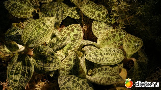 20 фото: Орхидеи