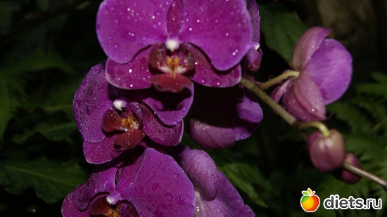 22 фото: Орхидеи
