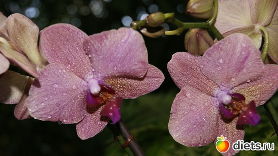 23 фото: Орхидеи