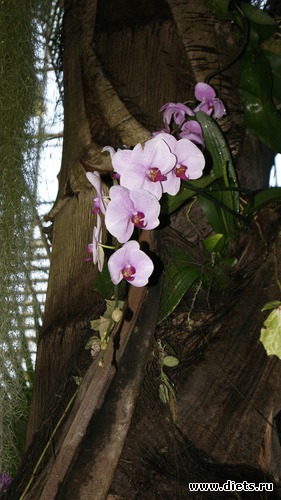 24 фото: Орхидеи