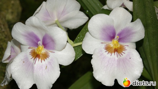 25 ����: �������