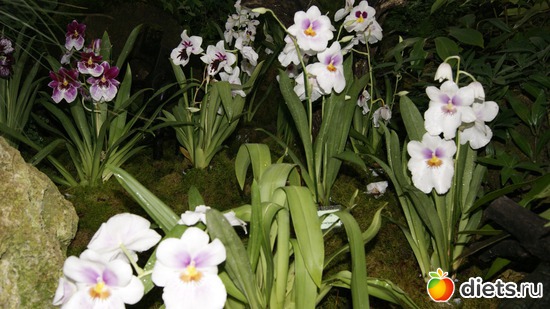 26 фото: Орхидеи