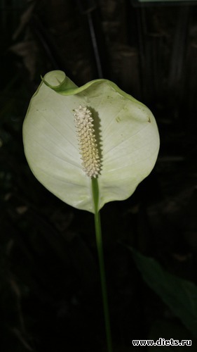 27 ����: �������