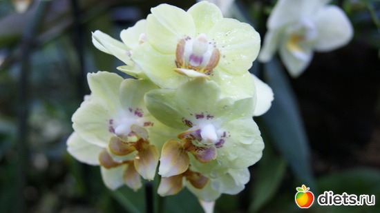 28 фото: Орхидеи