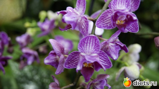 29 фото: Орхидеи