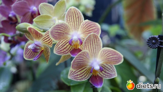 31 фото: Орхидеи