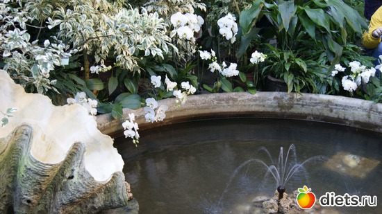 33 фото: Орхидеи