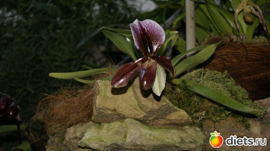 34 ����: �������