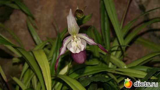 35 фото: Орхидеи