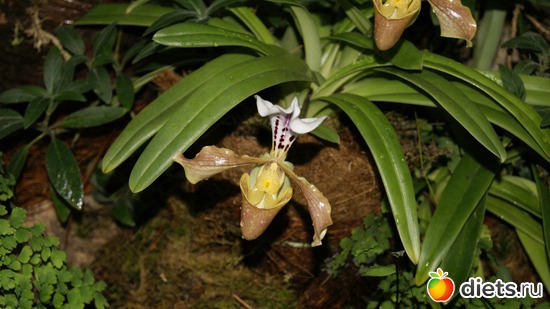 36 фото: Орхидеи