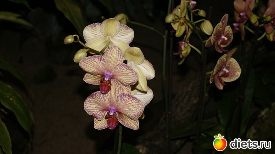 37 фото: Орхидеи