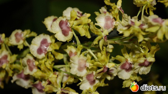 38 фото: Орхидеи