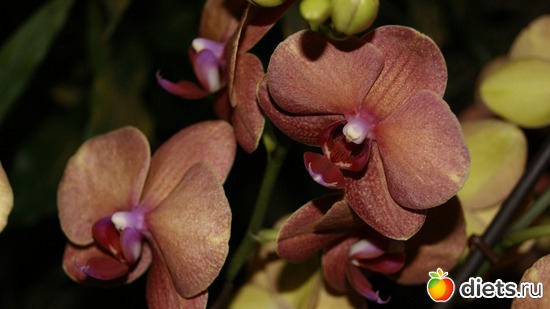 39 фото: Орхидеи