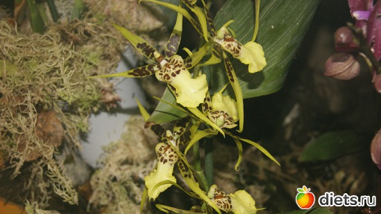 40 ����: �������