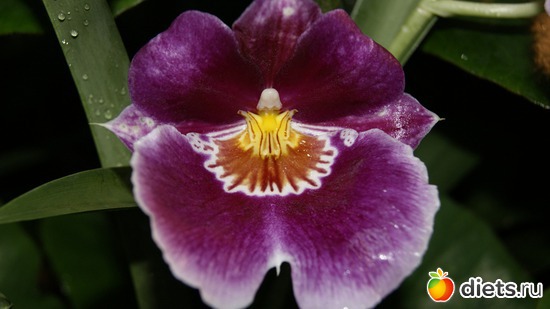 41 ����: �������