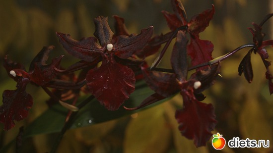 42 ����: �������