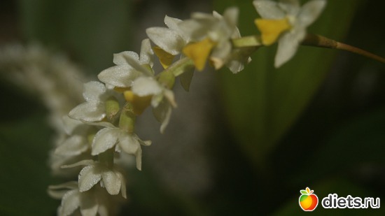 43 ����: �������