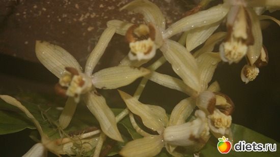 44 ����: �������