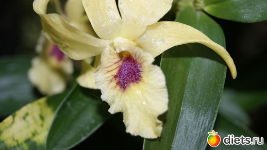 45 фото: Орхидеи